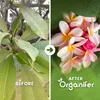 Frangipani, płynny nawóz 2x1 litr – nawóz NPK 3-4-3 – Podgląd zdjęcia produktu 2