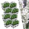 Plants by Frank | 48 Weißer Duft-Lavendel Pflanzen | Produktbild-Vorschau 1