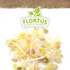 Keimsprossen Mungbohne |Keimsprossen von FLORTUS Produktbild-Vorschau 5