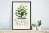 MuchoWow® MuchoWow® Gerahmtes Poster Pflanze - Blume - Produktbild-Vorschau 5