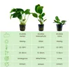 Anubias Set mit 3 Pflanzen Aquariumpflanzen Wasserpflanzen Produktbild-Vorschau 2