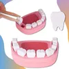 A toy dental set with teeth and a jaw model. Anteprima dell’immagine prodotto