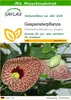 SAFLAX - Gespensterpflanze - Aristolochia littoralis syn. Produktbild-Vorschau 1