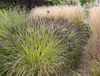 Stauden Gänge 10 x Pennisetum alopecuroides 'Black Beauty' Produktbild-Vorschau 7