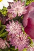 Große Sterndolde, im Topf - Astrantia major Produktbild-Vorschau 2