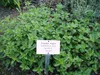 SAFLAX  - Origan - 600 graines - Origanum Voir les images du produit 8