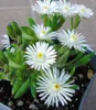 BALDUR Garten Winterharte Eisblumen Wheels of Wonder® Produktbild-Vorschau 6