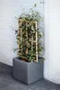 A dark gray square planter with a climbing plant and a wooden trellis, placed against a white brick wall. Produktbild-Vorschau