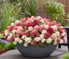 Dehner Bodendecker-Rispenhortensie Groundbreaker® Ruby™, Produktbild-Vorschau 6