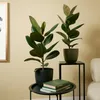 Bloomique - Ficus Elastica Robusta - Gummibaum - Produktbild-Vorschau 2