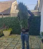 A person holding a large rosemary plant in a backyard patio setting. Produktbild-Vorschau