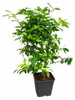 Rangpur Limette, Lima Rossa, 70–100 cm. *Citrus limonia*. Productafbeelding-voorbeeld 4