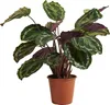 Bloomique - Calathea Medallion - Roślina pawia - Rośliny Podgląd zdjęcia produktu 1