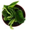 Mini-Pflanze Hoya carnosa compacta fleischige Produktbild-Vorschau 2
