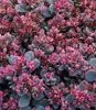 BALDUR Garten 2x Sedum Sun Sparkler® Sedoro Blue Elf, Produktbild-Vorschau 2