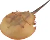 COLLECTA Pfeilschwanzkrebs - (XL) Produktbild-Vorschau 1