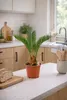 Cycas Revoluta 55 cm – Sagopalme / Japanische Sagopalme – Produktbild-Vorschau 5