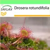 SAFLAX Garden to go - Rosnatka okrouhlolistá - Drosera Náhled obrázku produktu 10