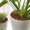 Two potted plants are shown, one larger with thick green stems and leaves, the other smaller with delicate green foliage. Both pots are white and filled with small, round, brown clay pellets. Produktbild-Vorschau
