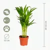 3x Mieszanka palm tropikalnych – Dypsis-Chamaedorea-Yucca – Podgląd zdjęcia produktu 8