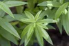 Zitronenverbene, im Topf - Aloysia triphylla Produktbild-Vorschau 2