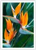 Poster - Poster ohne Rahmen - Himmlisch Vogel Blume - Produktbild-Vorschau 1