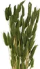 Hasenschwanzgras Deko Trockenblumen Samtgras Elegante Produktbild-Vorschau 1