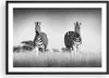 Gerahmtes Poster - Schwarzer Rahmen - Zebras Fotografie Produktbild-Vorschau 1