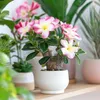 Rose du désert - Adenium obesum 'Pink Star' - Hauteur Voir les images du produit 5