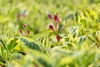 Weigela florida 'Nana Variegata', Weigelie, buntlaubig, Produktbild-Vorschau 7