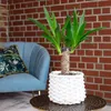 Palmlilie 1-stämmig - pflegeleichte Zimmerpflanze, Yucca Produktbild-Vorschau 2