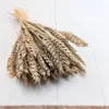 Getrockneter Weizen - Natürlicher Produktbild-Vorschau 2