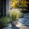 Herbe aux plumes - Set de 6 - Stipa tenuifolia 'Pony Tails' Voir les images du produit 4