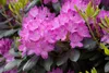 Rhododendron 'Roseum Elegans', rosa Blüten, 30–40 cm Produktbild-Vorschau 2
