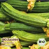 Samenliebe  Zucchini Samen | Lungo Fiorentino - gestreift & Produktbild-Vorschau 4