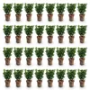 Green boutiQ - 40x Euonymus japonica Green Spire - Produktbild-Vorschau 2