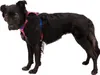Ruffwear Hi & Light™ harnais pour chien Voir les images du produit 9