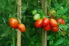 SAFLAX - BIO - Rajče - Principe Borghese - Solanum Náhled obrázku produktu 5