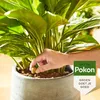 Pokon krmný kužel pokojové rostliny - 10 kusů Náhled obrázku produktu 2