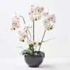 HOMESCAPES Umělá bílá orchidej Phalaenopsis v černém Náhled obrázku produktu 1