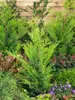 Cupressocyparis leylandii, Leyland-Zypresse, immergrün, Produktbild-Vorschau 13
