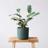 Plante Dormeuse - Ctenanthe 'burle-marxii' - Hauteur Voir les images du produit 4