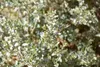 Atriplex halimus - Tuinmispel, hoogte 30-40 cm, pot Productafbeelding-voorbeeld 2