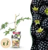 GreenboutiQ - Obstpflanzen - Immergrüne Brombeere - Rubus Produktbild-Vorschau 2