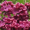 Vojvodský orgován  - Syringa vulgaris 'Andenken Ludwig Náhľad obrázku produktu 2