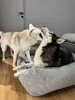 Cuccia ortopedica per cani di grossa taglia, Materasso per Anteprima dell’immagine prodotto 4