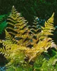 Dryopteris erythrosora, Herbstfarn, bronzefarben, ca. 9x9 Produktbild-Vorschau 6