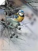 ARTland Poster Vogel im Tannenbaum Größe: 45x60 cm Produktbild-Vorschau 1