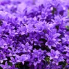 Bloomique - Lot de 3 - Campanula Ambella Intense Purple - Voir les images du produit 3