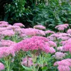 Bloomique - 3er Set - Sedum Herbstfreude - Fetthenne - Produktbild-Vorschau 4